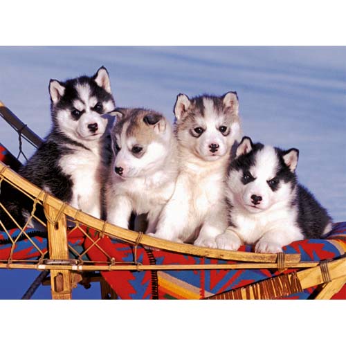 Puzzle Catei Husky 500 piese RAVENSBURGER Puzzle Adulti